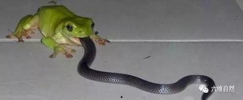 娱乐吃瓜酱蛇,揭秘娱乐圈背后的秘密与八卦